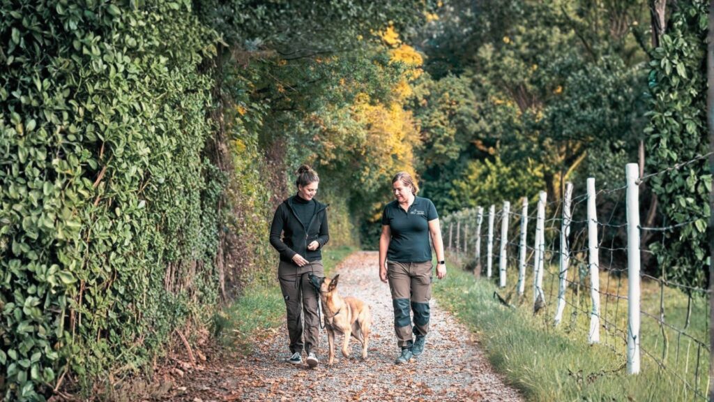 Verhalten & Training Hundeschule bei Ludwigsburg | wolfsweise