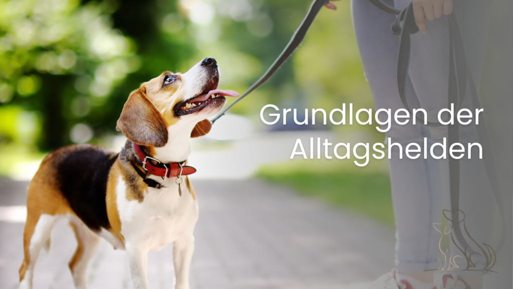 Online Training: Grundlagen Alltagstraining
