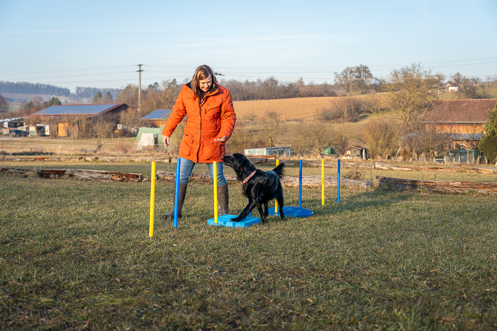 Gesundheitskurse für hunde