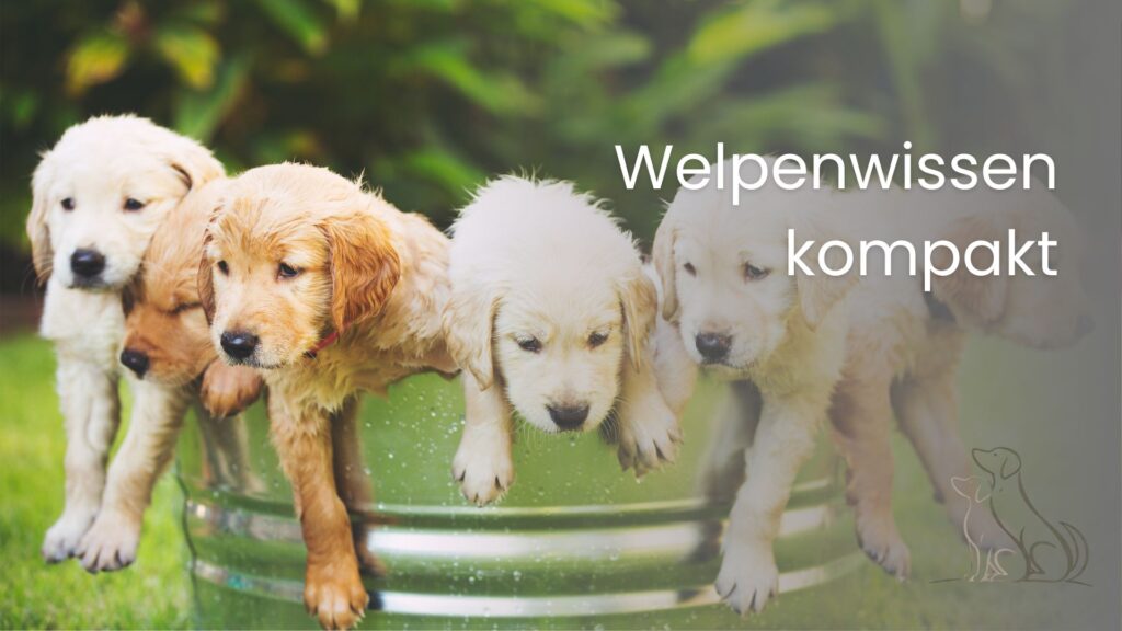 Welpenwissen kompakt - Buch über Welpen