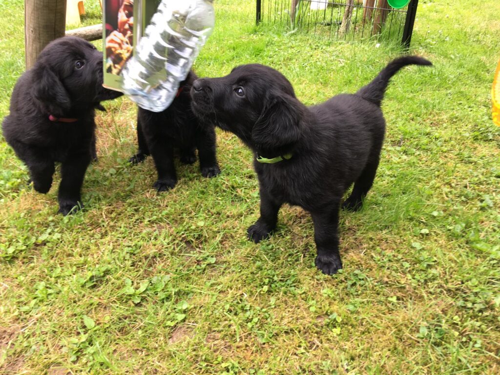 Welpengruppe in Ludwigsburg