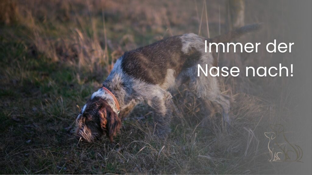 Immer der Nase nach- Online Training