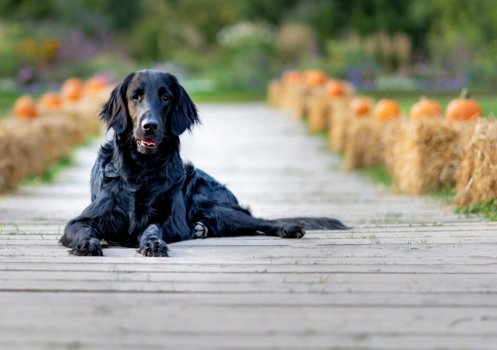 Hundetrainerin bei Ludwigsburg