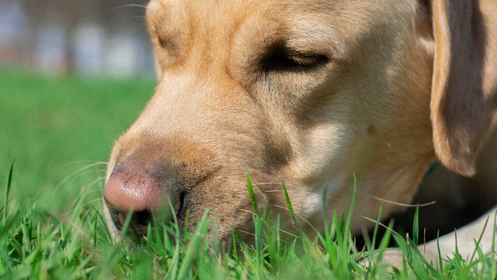 Darmsanierung für hunde