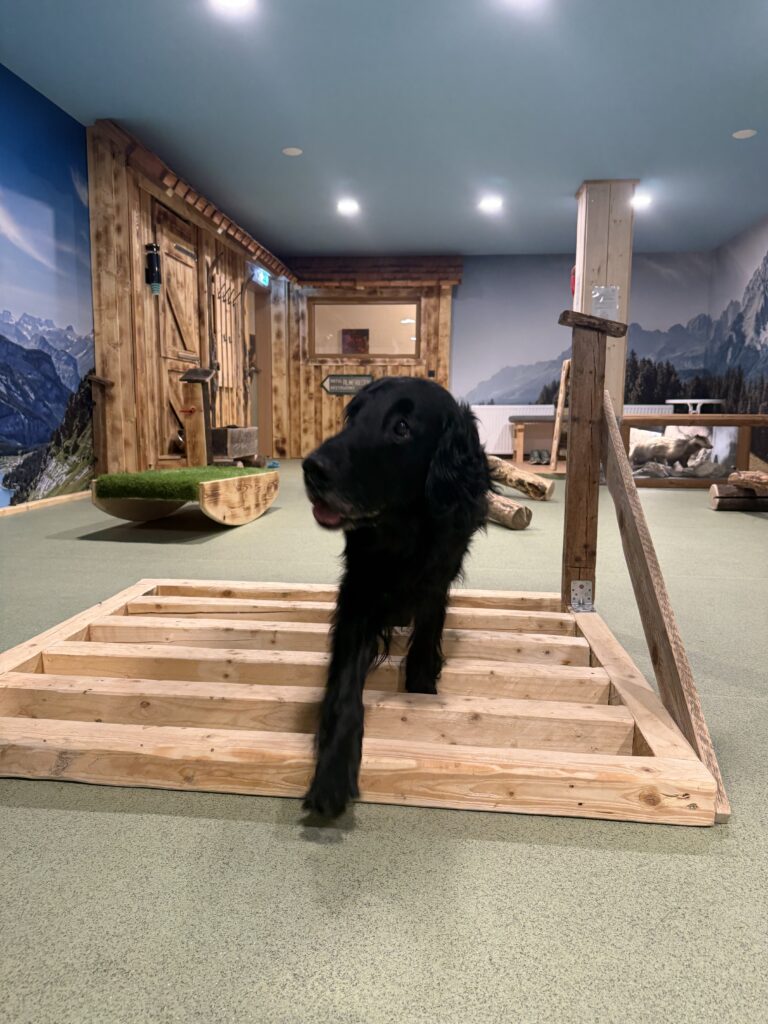 Gesundheit und Prävention für Hunde