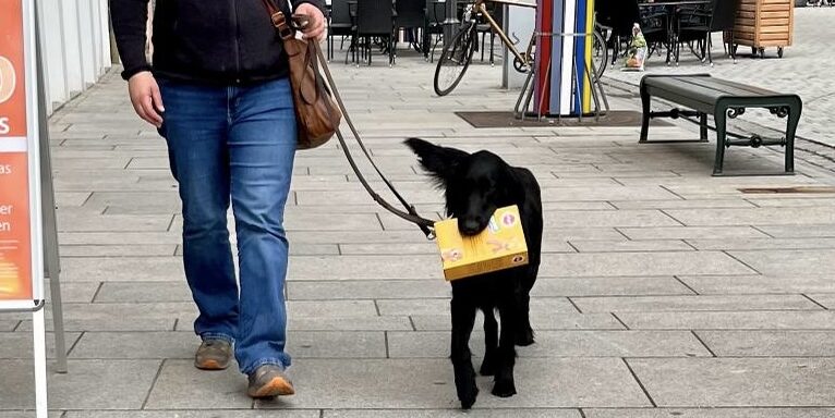 Alltagstraining mit Hund