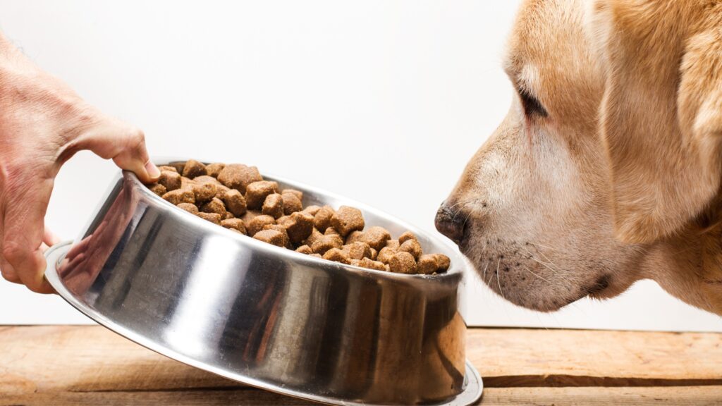 Rationscheck für Hunde