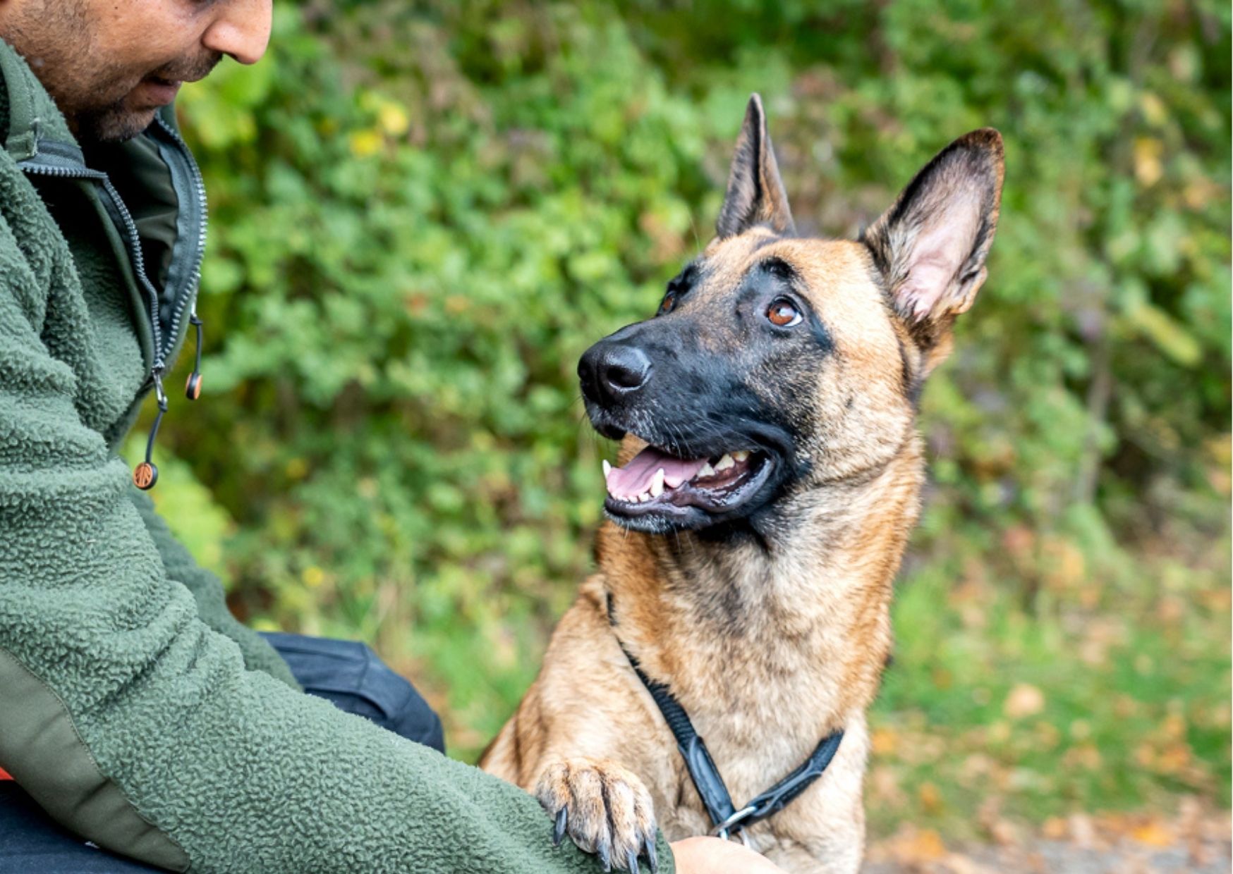 Mensch und Hund - ein Team