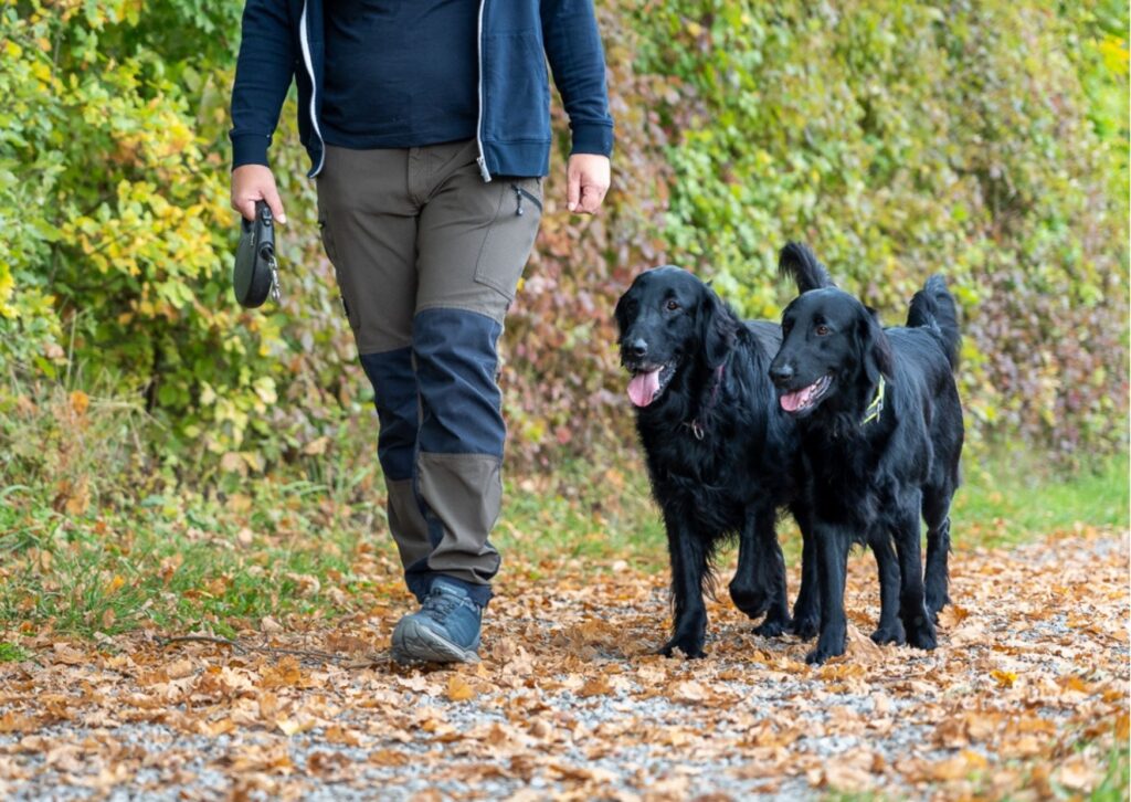 Stressfreier Spaziergang - training und Verhalten