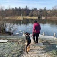 individuelles Einzelcoaching für Hunde
