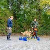 individuelles Einzelcoaching für Hunde