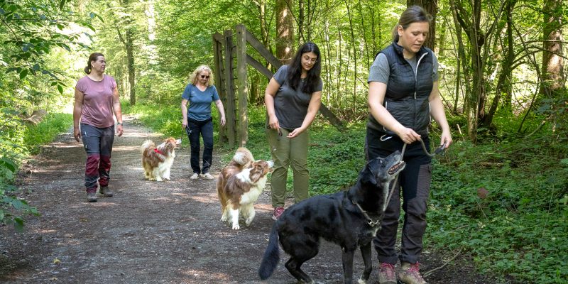 Alltagstraining für Hunde