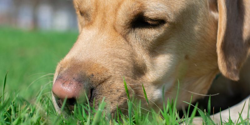 Darmsanierung für Hunde