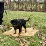 Welpen- und Junghundegruppe in Ludwigsburg