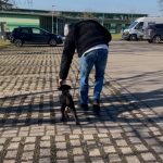 Welpen- und Junghundegruppe in Ludwigsburg