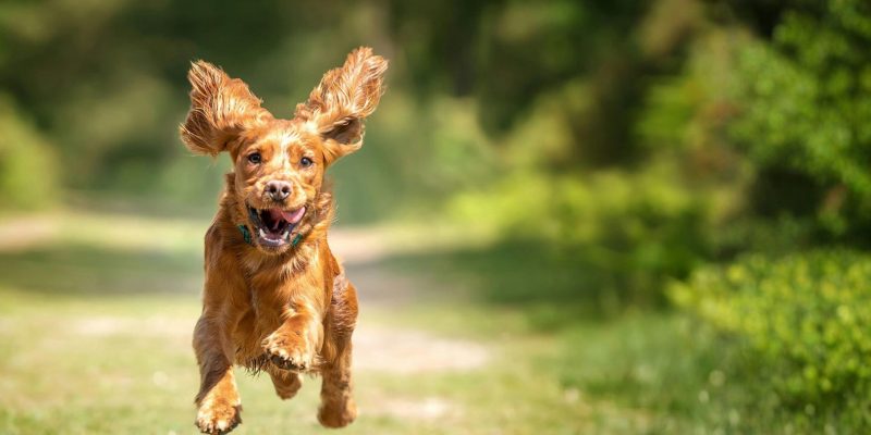 Ernährungsberatung für Hunde - Energie & Verhalten