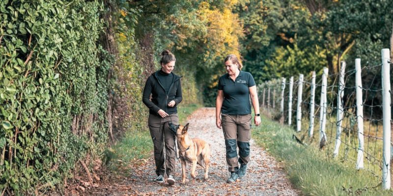 Einzelcoaching bei wolfsweise