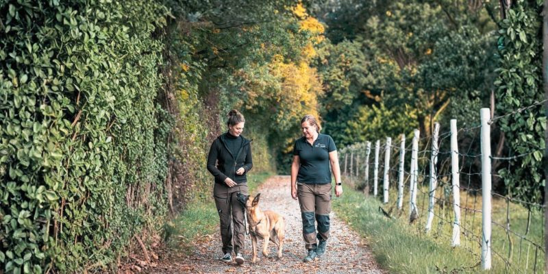 Hundetraining Ludwigsburg - Verhalten verstehen bei wolfsweise