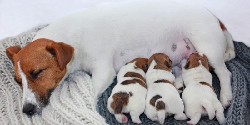 Ernährungsberatung für Hunde - besondere Bedürfnisse