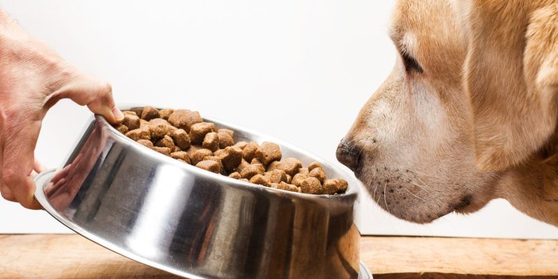 Rationscheck für Hunde